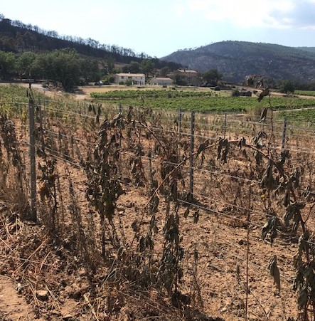 Incendies et incidences sur la vigne et les vins